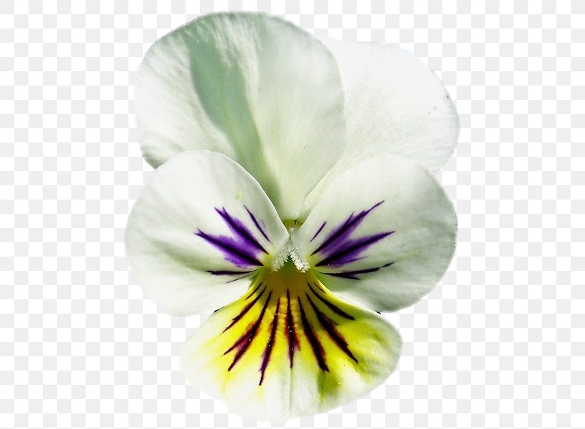 Pansy Close-up, PNG, 489x602px, Pansy, Closeup, Flower, Flowering Plant, Petal Download Free