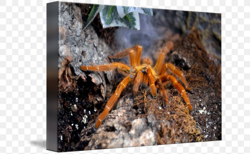 Tarantula Wolf Spider, PNG, 650x504px, Tarantula, Arachnid, Arthropod, Invertebrate, Organism Download Free