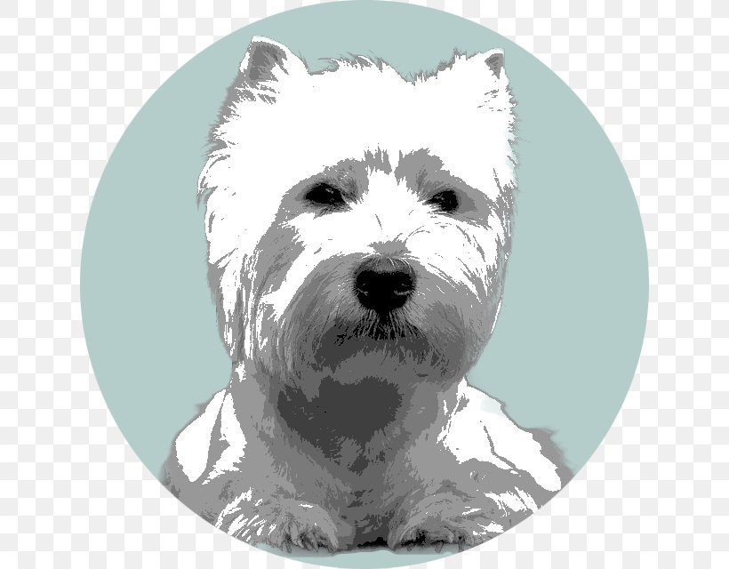 West Highland White Terrier Cairn Terrier Glen Dog Breed, PNG, 640x640px, West Highland White Terrier, Breed, Cairn, Cairn Terrier, Carnivoran Download Free