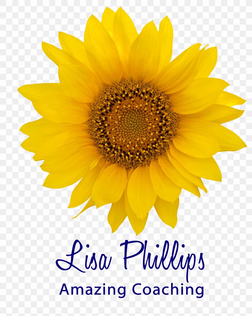 Yellow Daisy Festival Transvaal Daisy Common Daisy Clip Art, PNG, 3985x5000px, Yellow Daisy Festival, Chrysanthemum, Common Daisy, Cut Flowers, Daisy Family Download Free