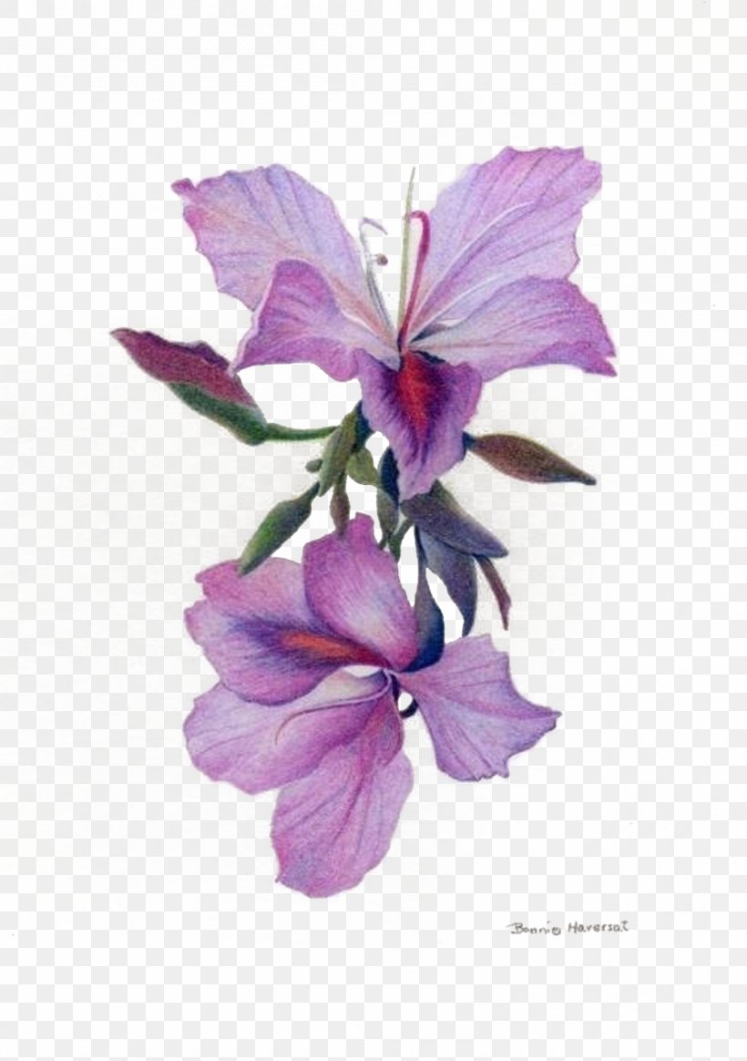 Drawing Orchids Colored Pencil Sketch, PNG, 1000x1420px, Drawing ...
