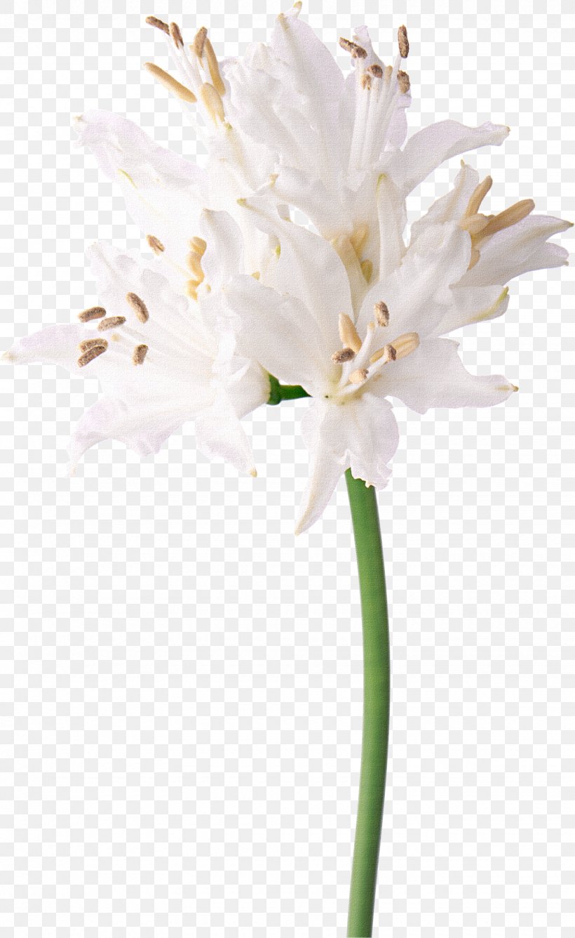 Floral Design White Flower Nerine Photography, PNG, 1740x2835px, Floral Design, Artificial Flower, Carnation, Cut Flowers, Daffodil Download Free