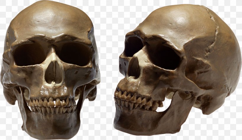 Human Skull Human Body, PNG, 2581x1492px, Skull, Bone, Chart, Homo Sapiens, Human Body Download Free