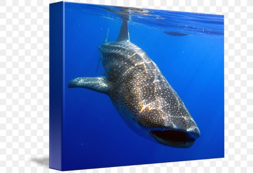 Imagekind Art Requiem Sharks Cetacea Photography, PNG, 650x560px, Imagekind, Art, Canvas, Cartilaginous Fish, Cetacea Download Free