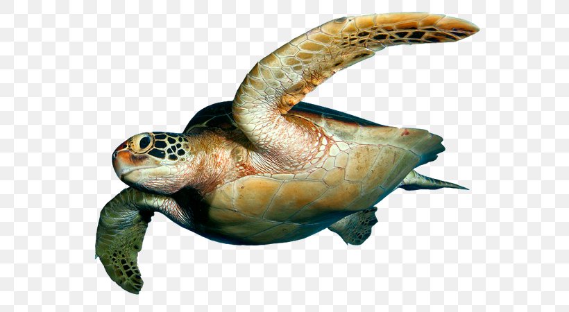 Loggerhead Sea Turtle Desktop Wallpaper Reptile, PNG, 600x450px, Loggerhead Sea Turtle, Emydidae, Fauna, Fish, Hawksbill Sea Turtle Download Free