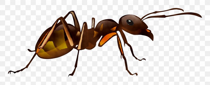 Pharaoh Ant Beetle Product Empresa, PNG, 2734x1113px, Ant, Animal Figure, Arthropod, Beetle, Carpenter Ant Download Free