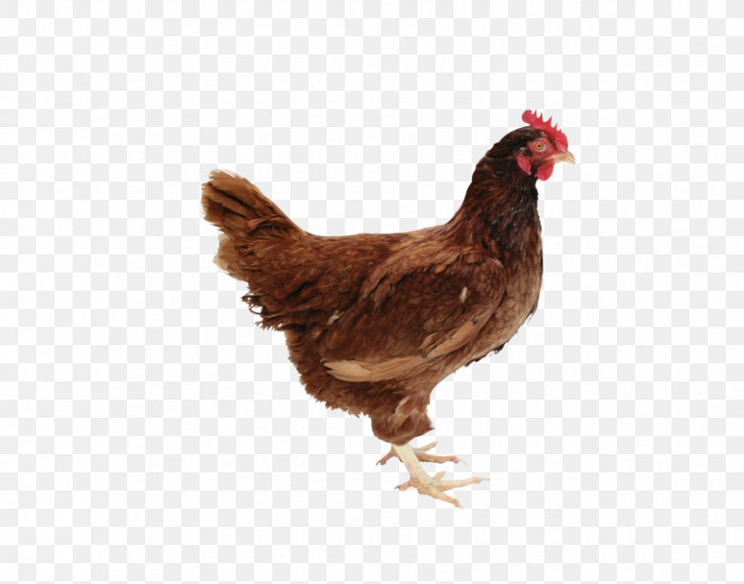 Chicken, PNG, 850x667px, Chicken, Animated Film, Beak, Bird, Chicken As Food Download Free