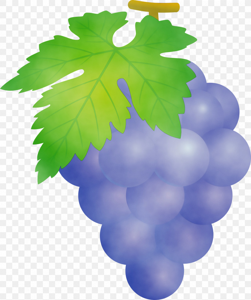 Grape Leaf Grape Leaves Grapevine Family Seedless Fruit, PNG, 2504x3000px, Grape, Flower, Fruit, Grape Leaves, Grapes Download Free
