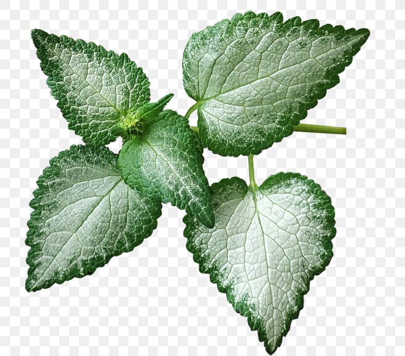 Leaf Plant Flower Tree Herb, PNG, 744x720px, Leaf, Flower, Herb, Mint, Nettle Family Download Free