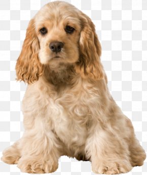 cocker spaniel puppies golden and white