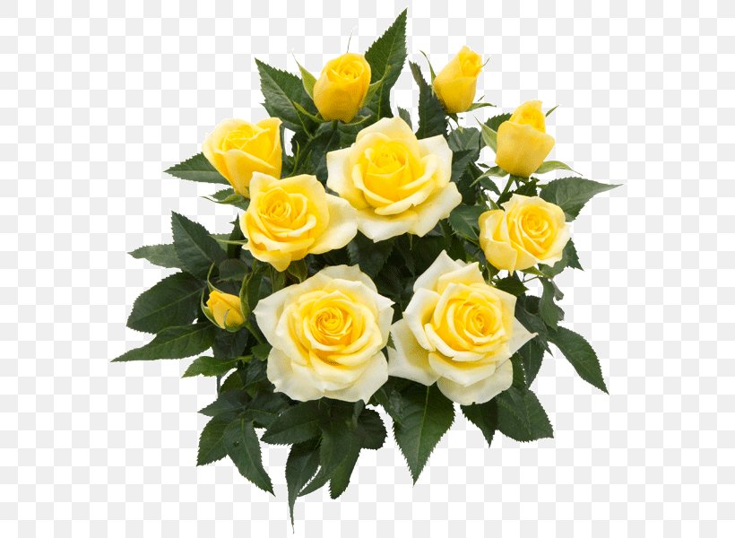 Garden Roses Cut Flowers Floribunda, PNG, 600x600px, Garden Roses, Aalborg, Color, Cut Flowers, Floral Design Download Free