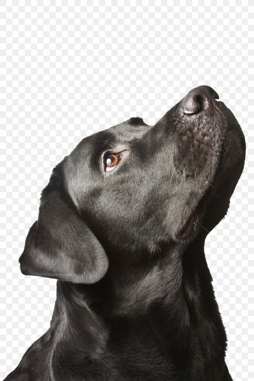 Labrador Retriever Puppy Black Dog Syndrome, PNG, 2592x3888px, Labrador Retriever, Animal, Black Dog Syndrome, Carnivoran, Coat Download Free