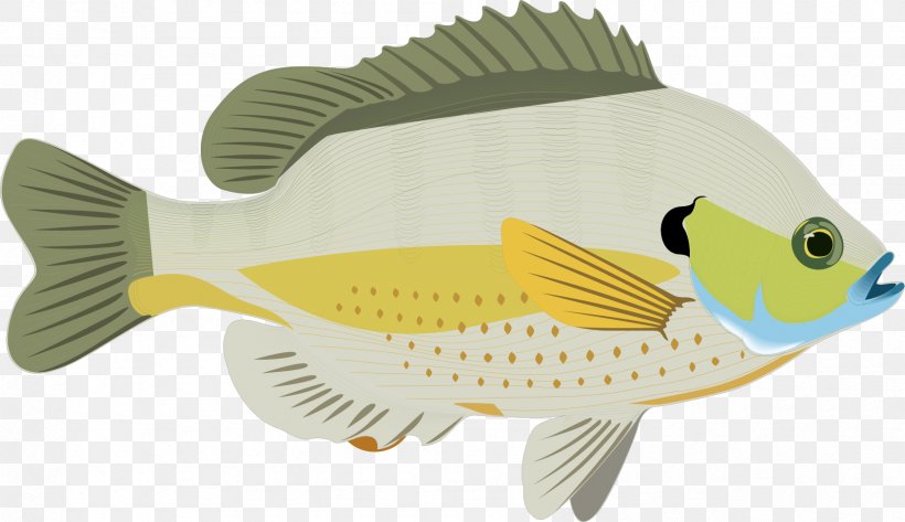 Prattville, Oklahoma Carassius Auratus Bluegill Fish, PNG, 1686x974px, Prattville, Animal, Animation, Bluegill, Bream Download Free
