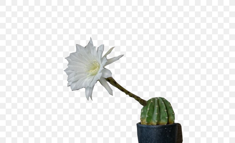 Cactaceae Clip Art, PNG, 650x500px, Cactaceae, Cactus, Cartoon, Chemical Element, Flower Download Free