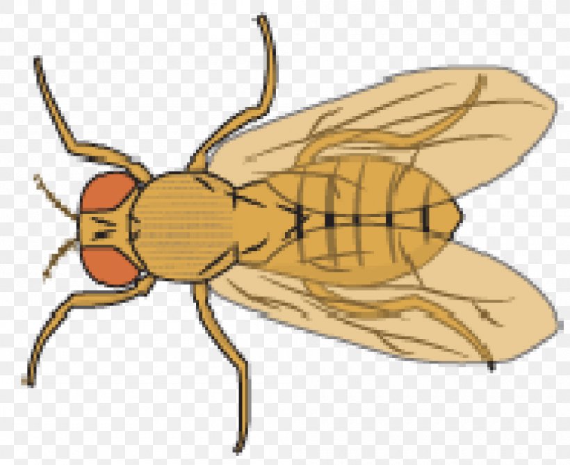 Common Fruit Fly Honey Bee Clip Art, PNG, 1000x817px, Fly, Arthropod, Artwork, Bee, Common Fruit Fly Download Free