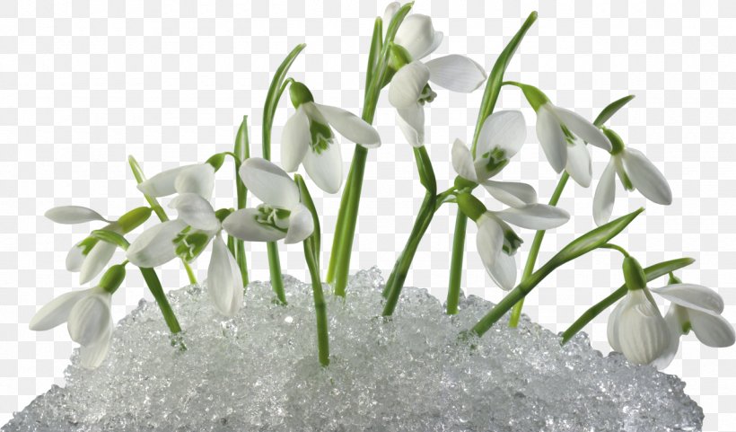 Flower Snowdrop Clip Art, PNG, 1280x751px, Flower, Amaryllis Family, Depositfiles, Digital Image, Flora Download Free