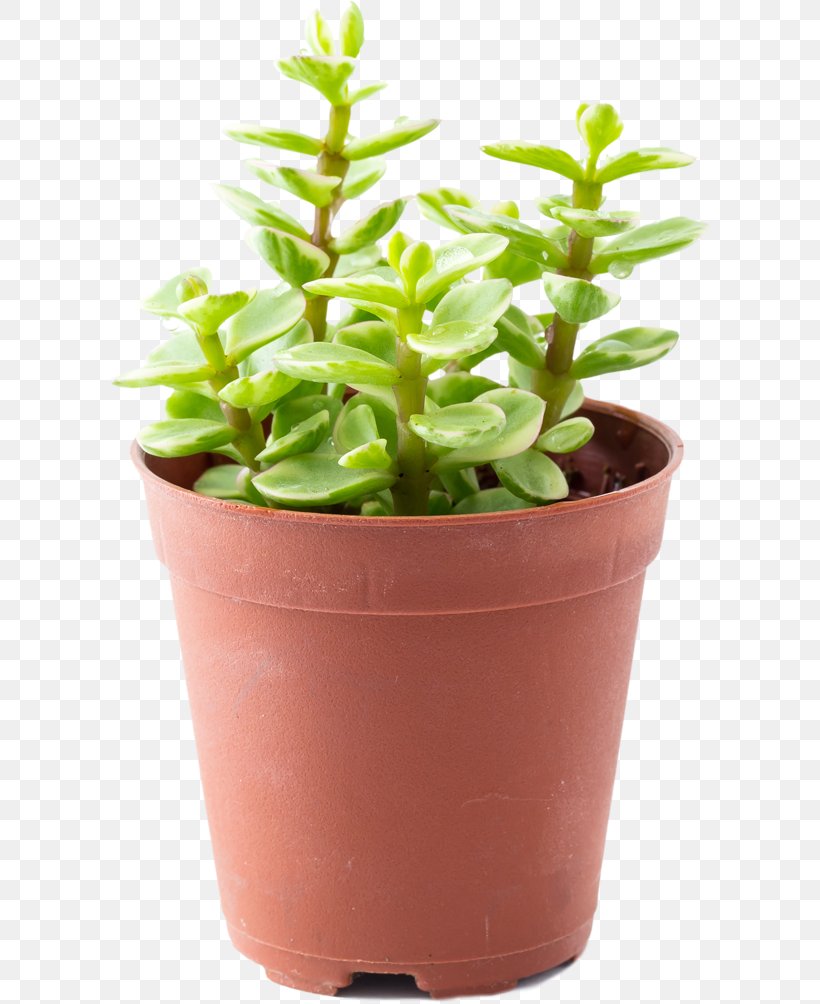 Portulacaria Afra Flowerpot Plastic Succulent Plant Houseplant, PNG, 800x1004px, Portulacaria Afra, Cactaceae, Flowerpot, Herb, Houseplant Download Free