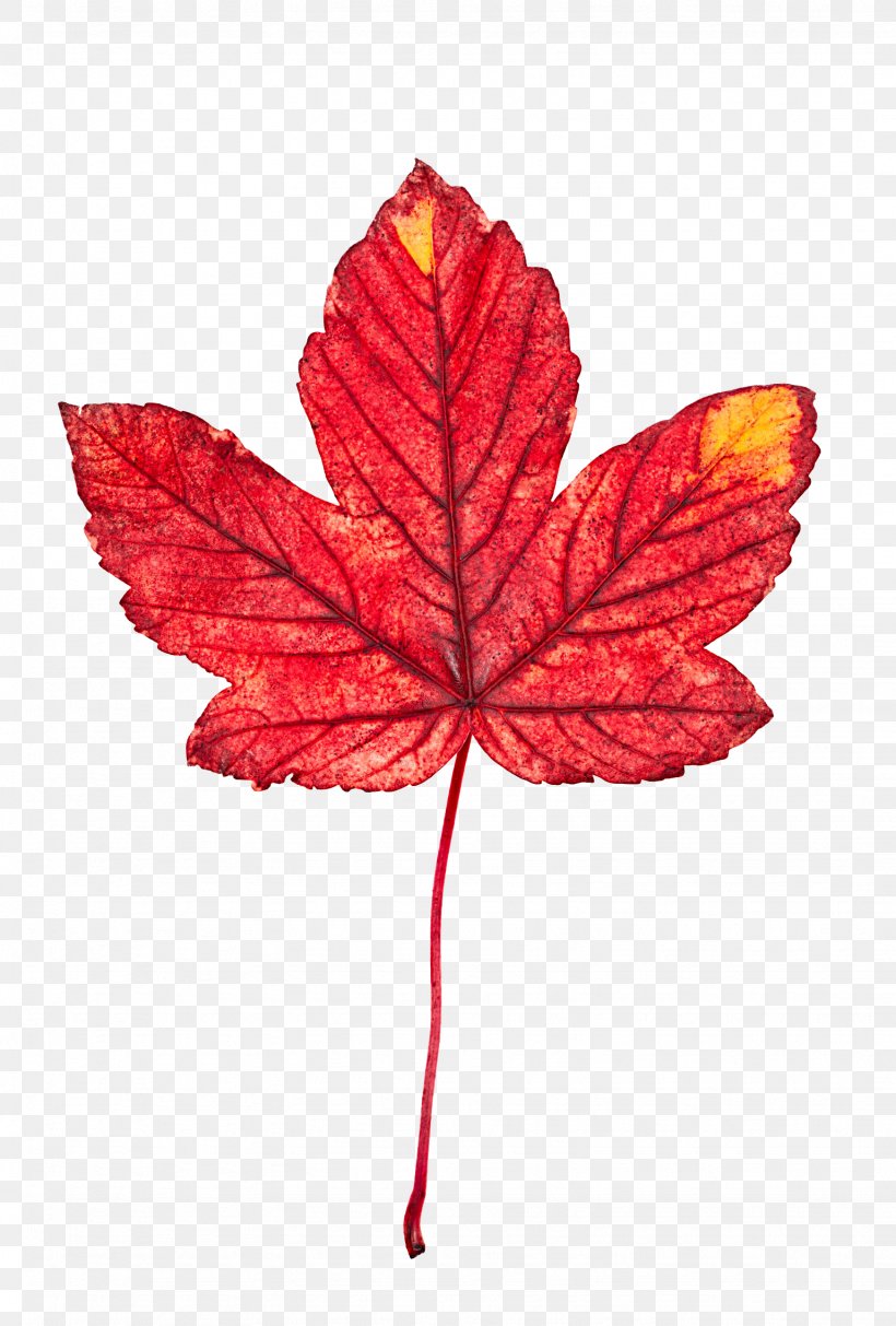 Red Maple Leaves, PNG, 1536x2274px, Red Maple, Color, Cosa, Flowering Plant, Leaf Download Free