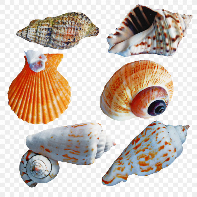 Cockle Conchology Seashell Conch Sea Snail, PNG, 2000x2000px, Cockle, Conch, Conchology, Nautiluses, Sea Download Free