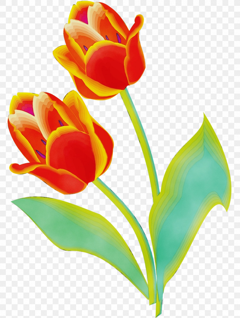 Flower Petal Tulip Plant Pedicel, PNG, 965x1280px, Watercolor, Cut Flowers, Flower, Lily Family, Paint Download Free