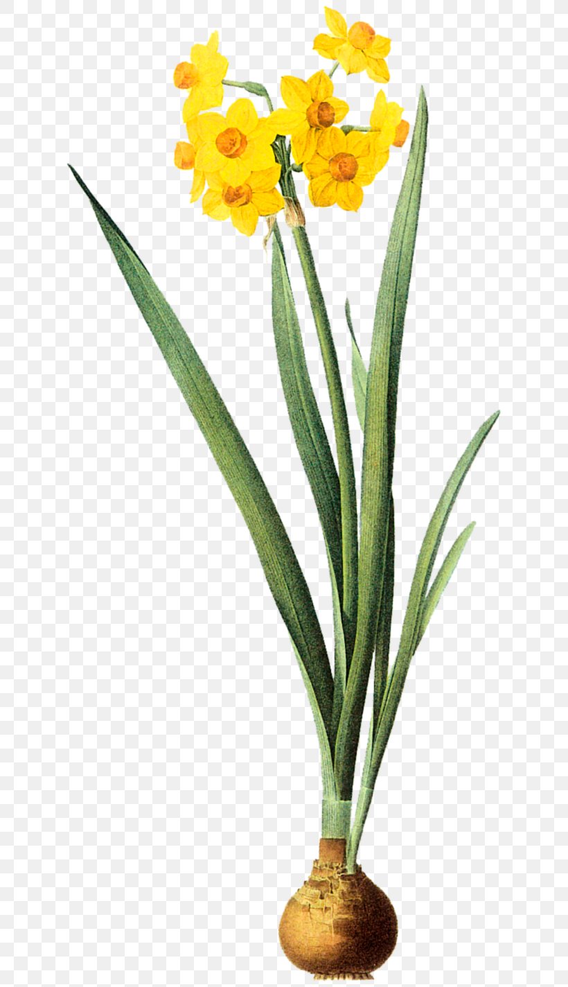 Gottorfer Codex Daffodil Narcissus, PNG, 643x1424px, Gottorfer Codex, Amaryllis Family, Botany, Cut Flowers, Daffodil Download Free