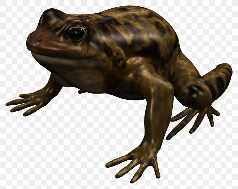 American Bullfrog True Frog Toad Reptile Terrestrial Animal, PNG, 2602x2070px, American Bullfrog, Amphibian, Animal, Bullfrog, Fauna Download Free