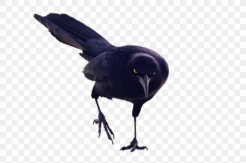 American Crow Rook New Caledonian Crow Bird Raven, PNG, 1445x960px, American Crow, Beak, Bird, Blackbird, Budgerigar Download Free