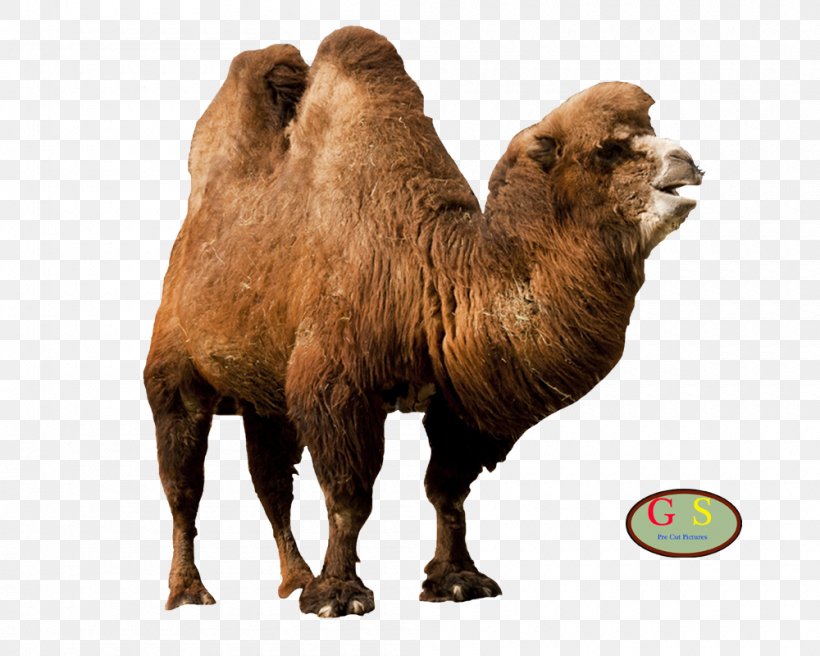 Dromedary Bactrian Camel Terrestrial Animal Konijnenhok, PNG, 1000x800px, Dromedary, Animal, Arabian Camel, Bactrian Camel, Camel Download Free