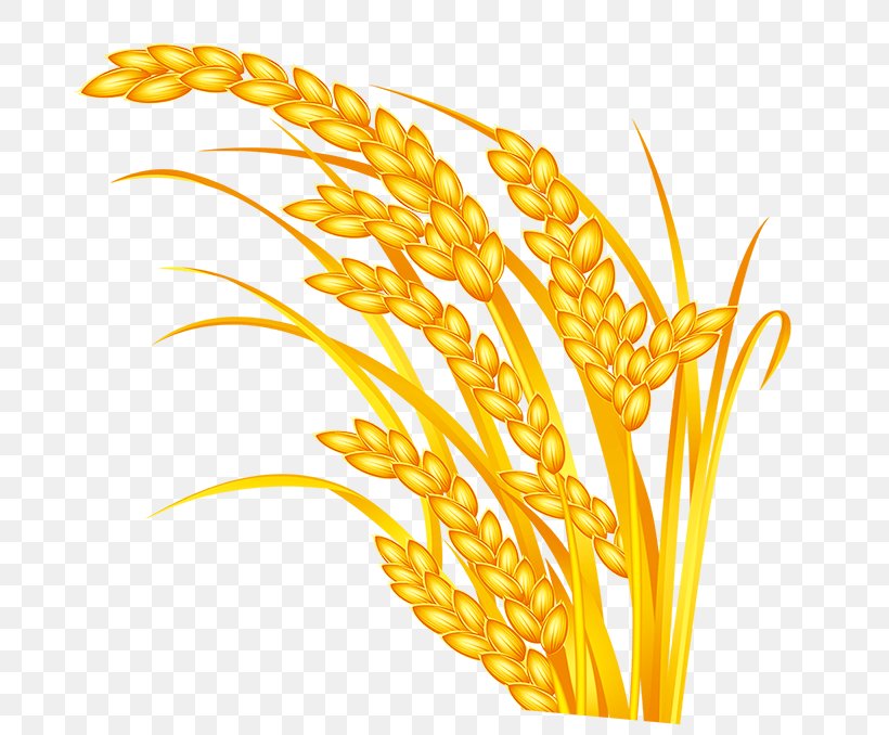 Rice Download Five Grains, PNG, 720x678px, Rice, Android, Commodity, Five Grains, Flowering Plant Download Free