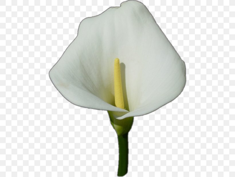 White Lily Flower, PNG, 480x619px, Arum Lilies, Alismatales, Anthurium, Arum, Arum Family Download Free