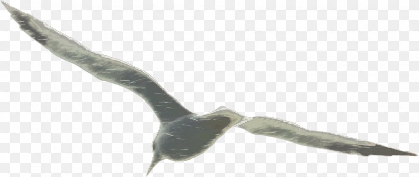 Beak Water Bird Feather Fauna, PNG, 1876x796px, Beak, Bird, Fauna, Feather, Seabird Download Free