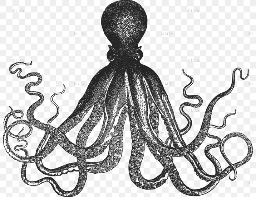 Octopus Squid As Food Zazzle Drawing, PNG, 800x633px, Octopus, Art, Black And White, Cephalopod, Drawing Download Free