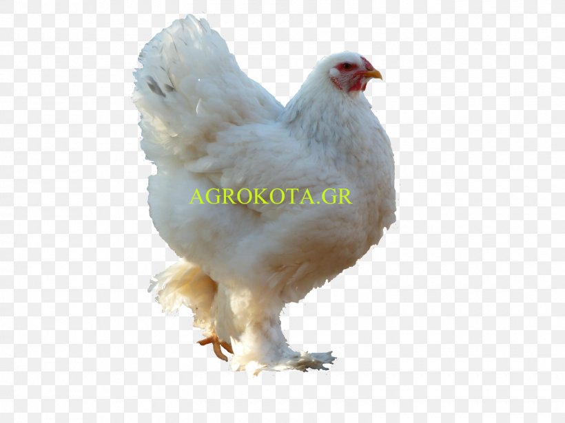 Rooster Australorp Poultry Chicken As Food Breed, PNG, 1600x1200px, Rooster, Acari, Australorp, Beak, Bird Download Free