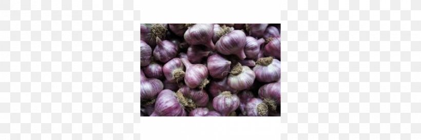 Tasmania Cut Flowers Petal Garlic, PNG, 1140x380px, Tasmania, Cut Flowers, Flower, Garlic, Lilac Download Free