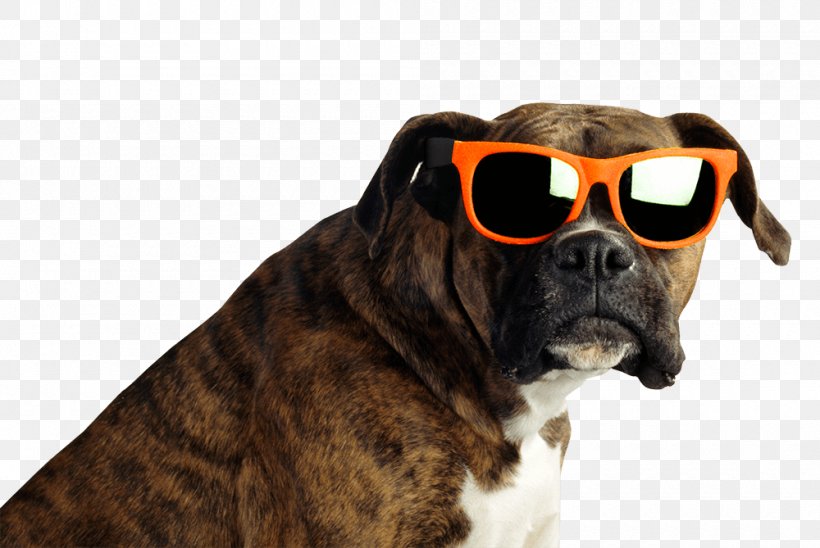 Boxer Stock Photography Brindle Veterinarian Sunglasses, PNG, 1000x669px, Boxer, Alamy, Brindle, Carnivoran, Dog Download Free