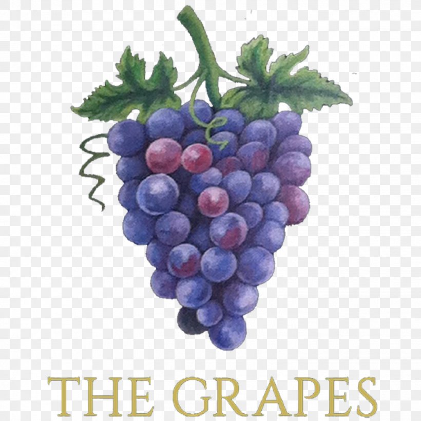 Common Grape Vine Wine Grapes Sultana, PNG, 1451x1451px, Grape, Artisau Garagardotegi, Beer, Bilberry, Common Grape Vine Download Free