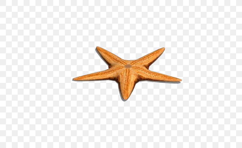 Yellow Sea Starfish Euclidean Vector Gratis, PNG, 500x500px, Yellow Sea, Echinoderm, Gratis, Invertebrate, Marine Invertebrates Download Free