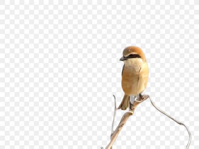 Bird Beak Shrike Perching Bird Finch, PNG, 2000x1500px, Bird, Beak, Finch, Perching Bird, Shrike Download Free