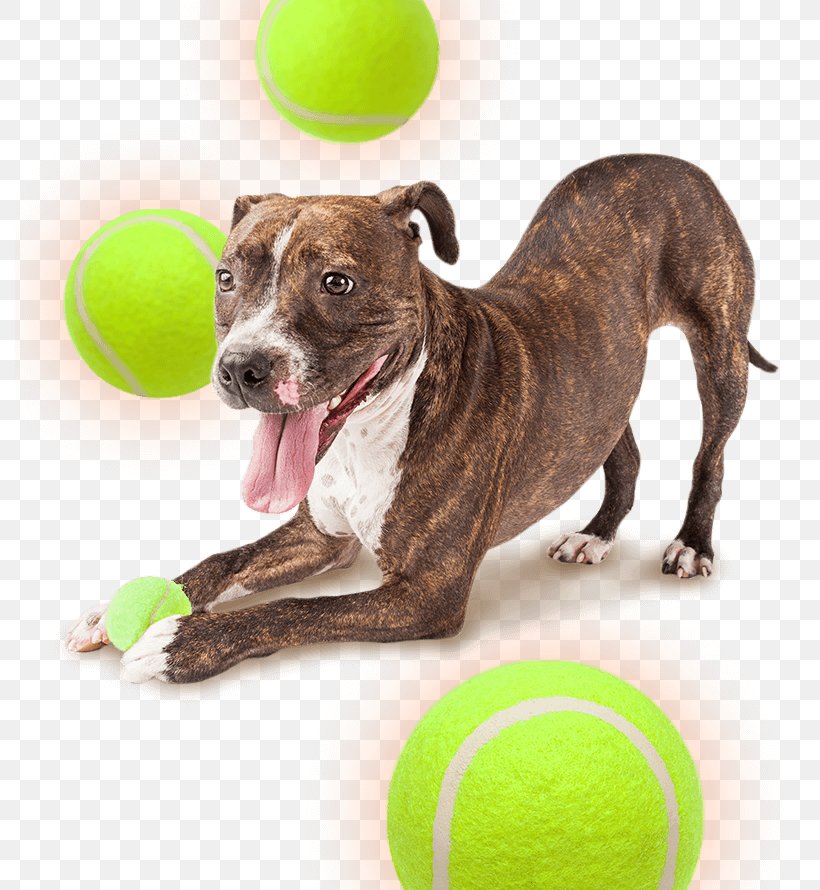 Dog Breed Puppy Pet Sitting Dog Training, PNG, 790x890px, Dog Breed, Animal Control And Welfare Service, Animal Shelter, Carnivoran, Dog Download Free