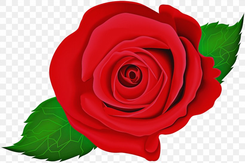 Garden Roses, PNG, 2999x1998px, Flower, Floribunda, Flowering Plant, Garden Roses, Hybrid Tea Rose Download Free