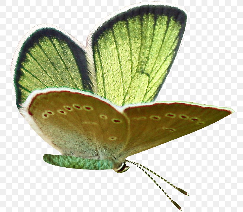 Gossamer-winged Butterflies Brush-footed Butterflies Butterfly Moth Clip Art, PNG, 764x717px, Gossamerwinged Butterflies, Animal, Arthropod, Brush Footed Butterfly, Brushfooted Butterflies Download Free