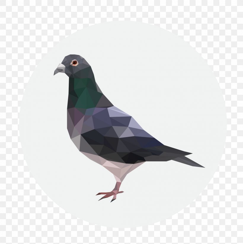Homing Pigeon Columbidae Clip Art, PNG, 2017x2029px, Homing Pigeon, Beak, Bird, Columbidae, Domestic Pigeon Download Free
