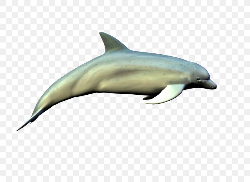 Spinner Dolphin Common Bottlenose Dolphin Short-beaked Common Dolphin Rough-toothed Dolphin Tucuxi, PNG, 800x600px, Spinner Dolphin, Biology, Bottlenose Dolphin, Common Bottlenose Dolphin, Dolphin Download Free