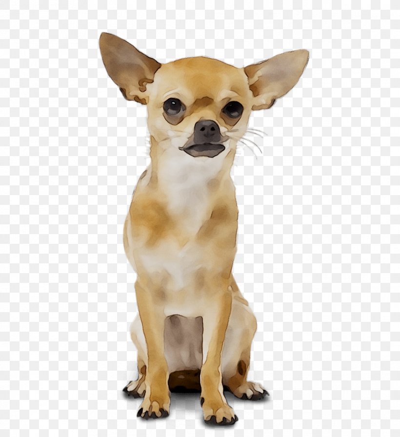 Chihuahua Russkiy Toy Puppy Yoana Wedding Organizer Dog Breed, PNG, 1142x1249px, Chihuahua, Bekasi, Breed, Canidae, Carnivore Download Free