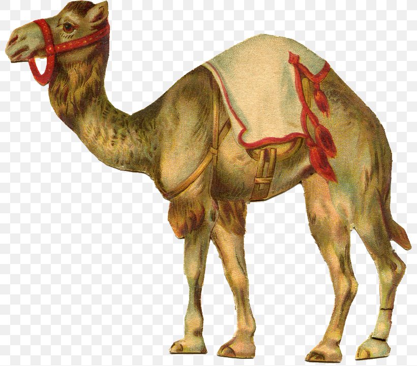 Circus Clip Art, PNG, 800x721px, Circus, Animal, Arabian Camel, Art, Camel Download Free