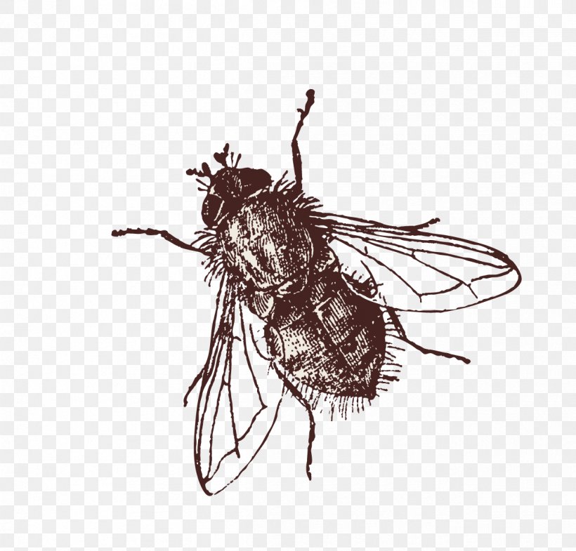 Clip Art Insect Image Fly, PNG, 1201x1150px, Insect, Arthropod, Black And White, Cockroach, Drawing Download Free