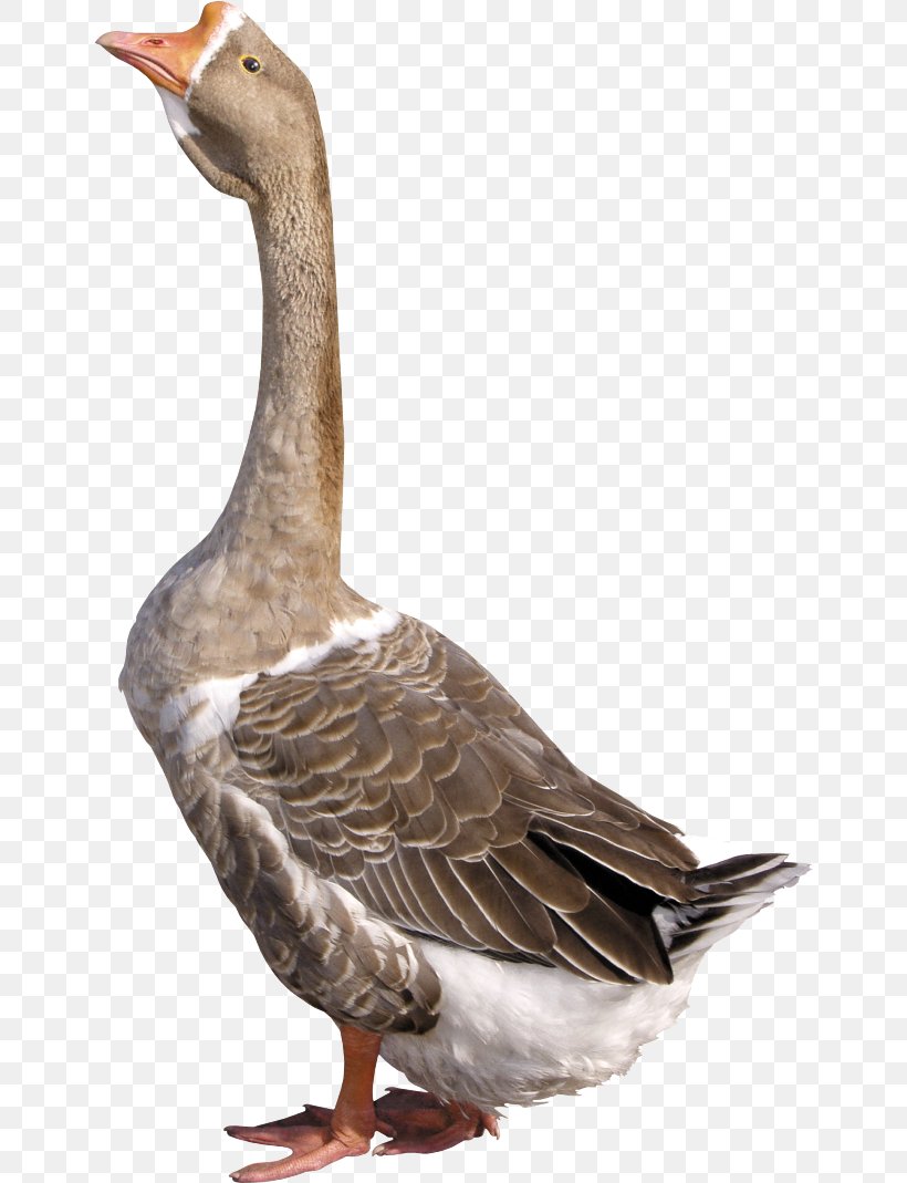 Goose Duck, PNG, 650x1069px, Goose, Beak, Bird, Duck, Ducks Geese And Swans Download Free