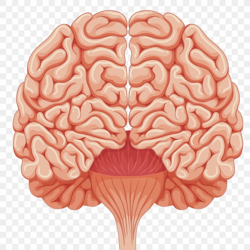 Human Brain Euclidean Vector Illustration, PNG, 1200x1200px, Watercolor, Cartoon, Flower, Frame, Heart Download Free