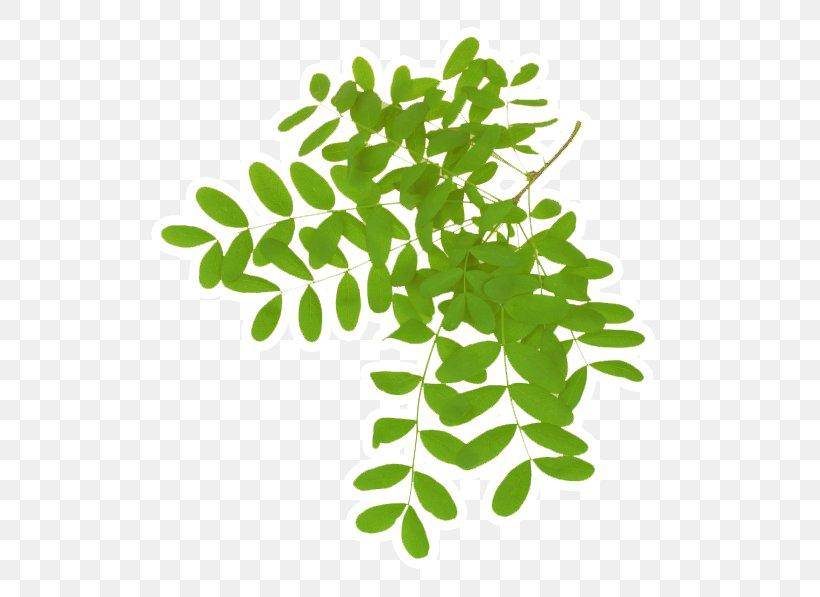 Leaf Acacia Dealbata Gum Arabic Tree Plant, PNG, 588x597px, Leaf, Acacia, Acacia Dealbata, Black Locust, Branch Download Free