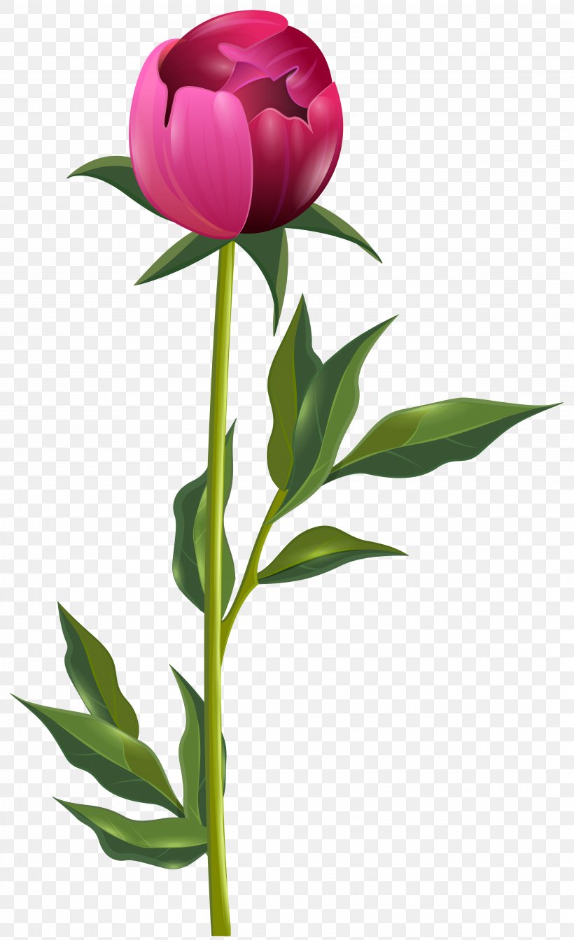 Peony Desktop Wallpaper Clip Art, PNG, 4880x8000px, Peony, Cut Flowers, Floristry, Flower, Flowering Plant Download Free